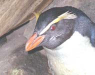Fiordland Crested  penguin
