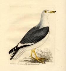 William Lewin's Black-backed gull
