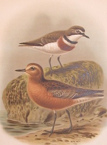 dotterel print, Buller's Birds of N.Z. 1888