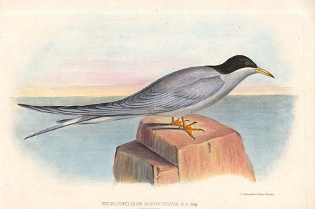 black fronted tern