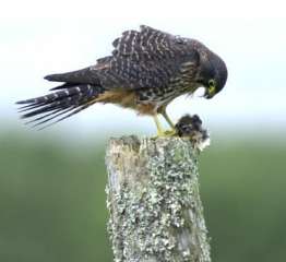 NZ falcon