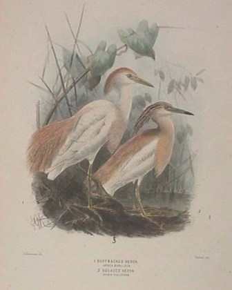 cattle egret and squacco heron