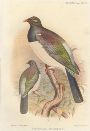 Chatham Island pigeon