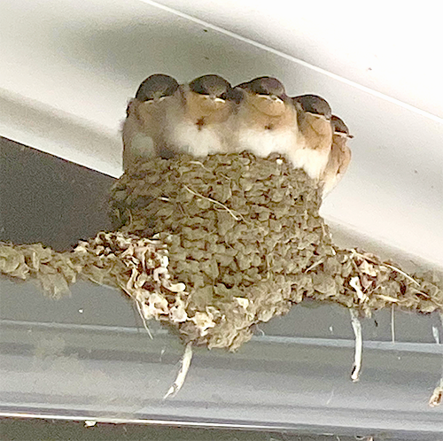 Warou, swallow nest with 5 chicks peering out