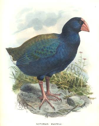 Takahe from Walter Buller's  — Birds of New Zealand, 1873.