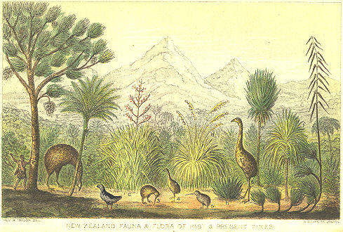 Moa and other New Zealand fauna
