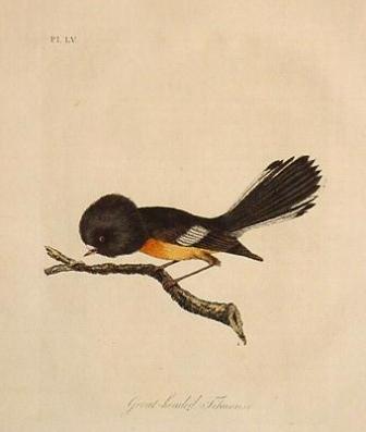 tomtit bird