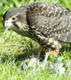 Whakatane falcon