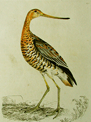 Lewin Red Godwit
