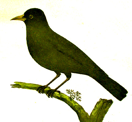 Manu Pango, Blackbird