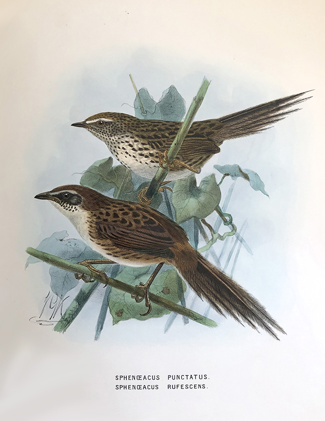 Chatham Island fernbird, (lower bird)