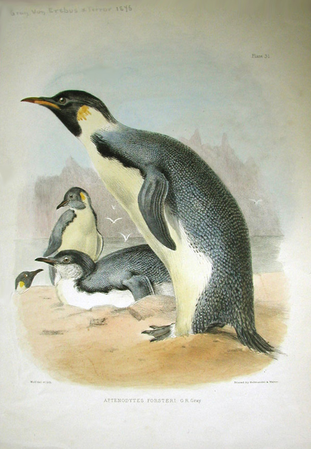 Emperor penguins, Gray and Sharpe