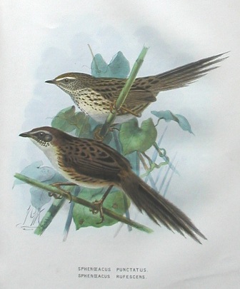 fernbird, Buller's Birds, 1st edition