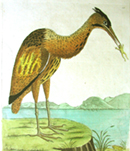 Bittern; Natural History of Birds, 1731-38, Eleazar Albin