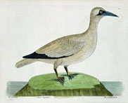 Solan goose or gannet; Natural History of Birds, 1731-38, Eleazar Albin