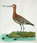 Godwit; Natural History of Birds, 1731-38, Eleazar Albin