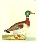 Mallard; Natural History of Birds, 1731-38, Eleazar Albin