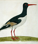 Oystercatcher; Natural History of Birds, 1731-38, Eleazar Albin