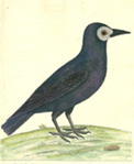 Rook; Natural History of Birds, 1731-38, Eleazar Albin