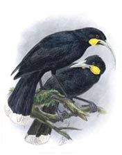 Huia; from Birds of New Zealand, 1873, Walter Lawry Buller