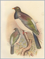 Kereru; from Proceedings of the Zoological Society, 1881