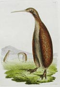 Kiwi; from The Naturalist’s Miscellany, 1790-1813, George Shaw & Frederick Polydor Nodder