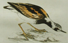Turnstone; from Birds of Great Britain, 1789, William Lewin