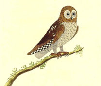 Little owl; from Natural History of Birds, 1731-38, Eleazar Albin