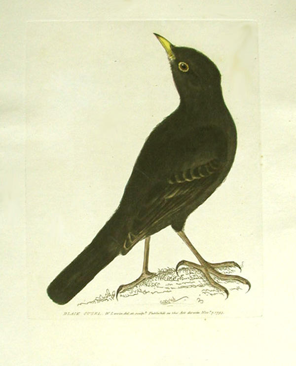 Manu Pango, Blackbird