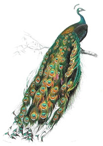 Peacock; from Dictionnare Universel d’Histoire Naturelle, 1849, Charles d’Orbigny