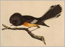 Miromiro, the tomtit; from A General Synopsis of Birds, 1795, John Latham