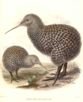 Great spotted Kiwi