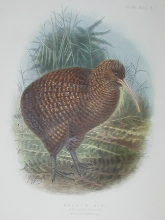 Great spottedKiwi