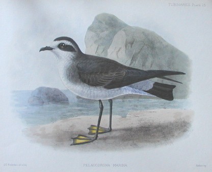 white-faced storm petrel