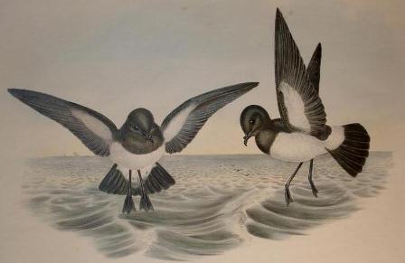 White-bellied storm petrel