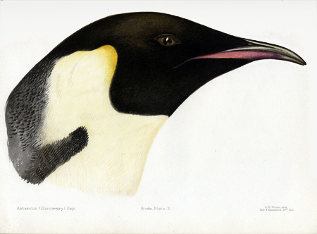 Emperor penguin – Discovery Expedition