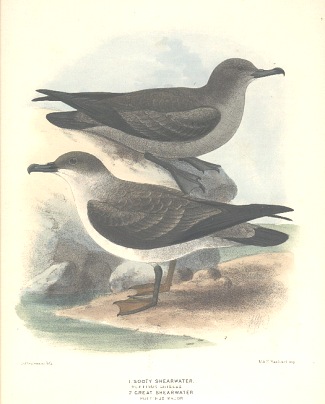 sooty and great shearwaters