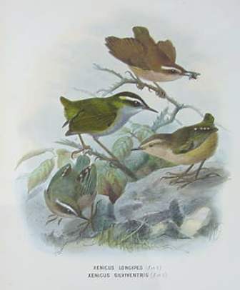 bush wrens and rock wrens
