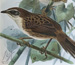 Chatham Island Fernbird