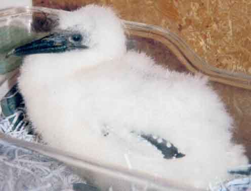 Gannet chick in care at Whakatane Bird Rescue centre