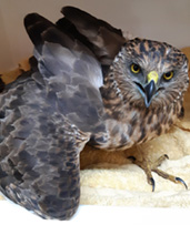 Shelley Brown; Harrier hawk