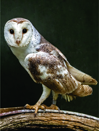 Wingspan; Barn Owl