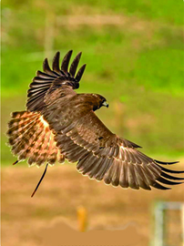 Wingspan; Falcon